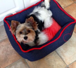 A small dog with black, white, and tan fur lies in a blue dog bed with red trim and a red polka dot cushion.