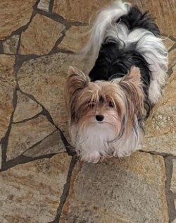 A small dog with long, fluffy black and white fur stands on a stone-tiled floor, looking up towards the camera.